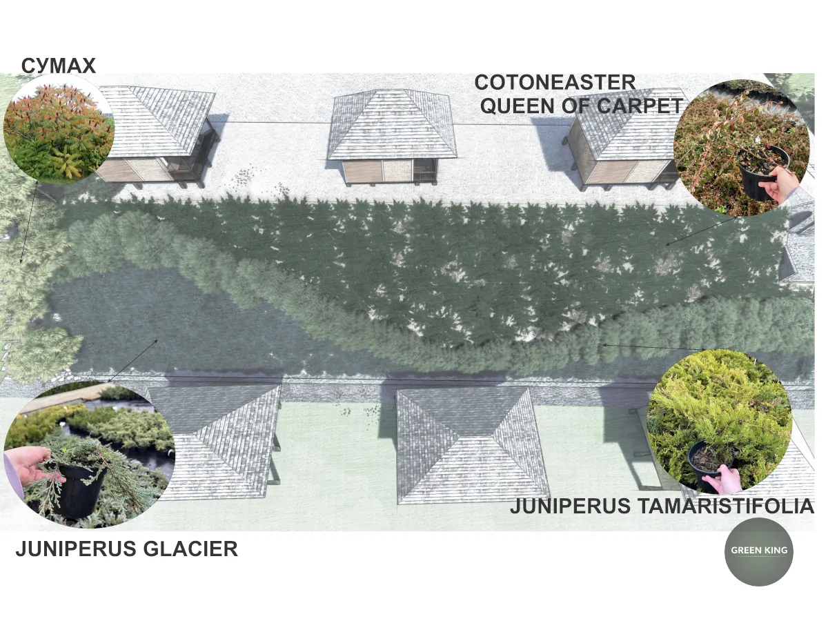 Гірський схил: рослини