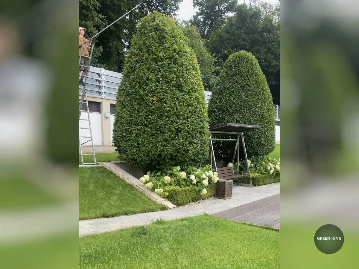 Догляд за кущами та рослинами