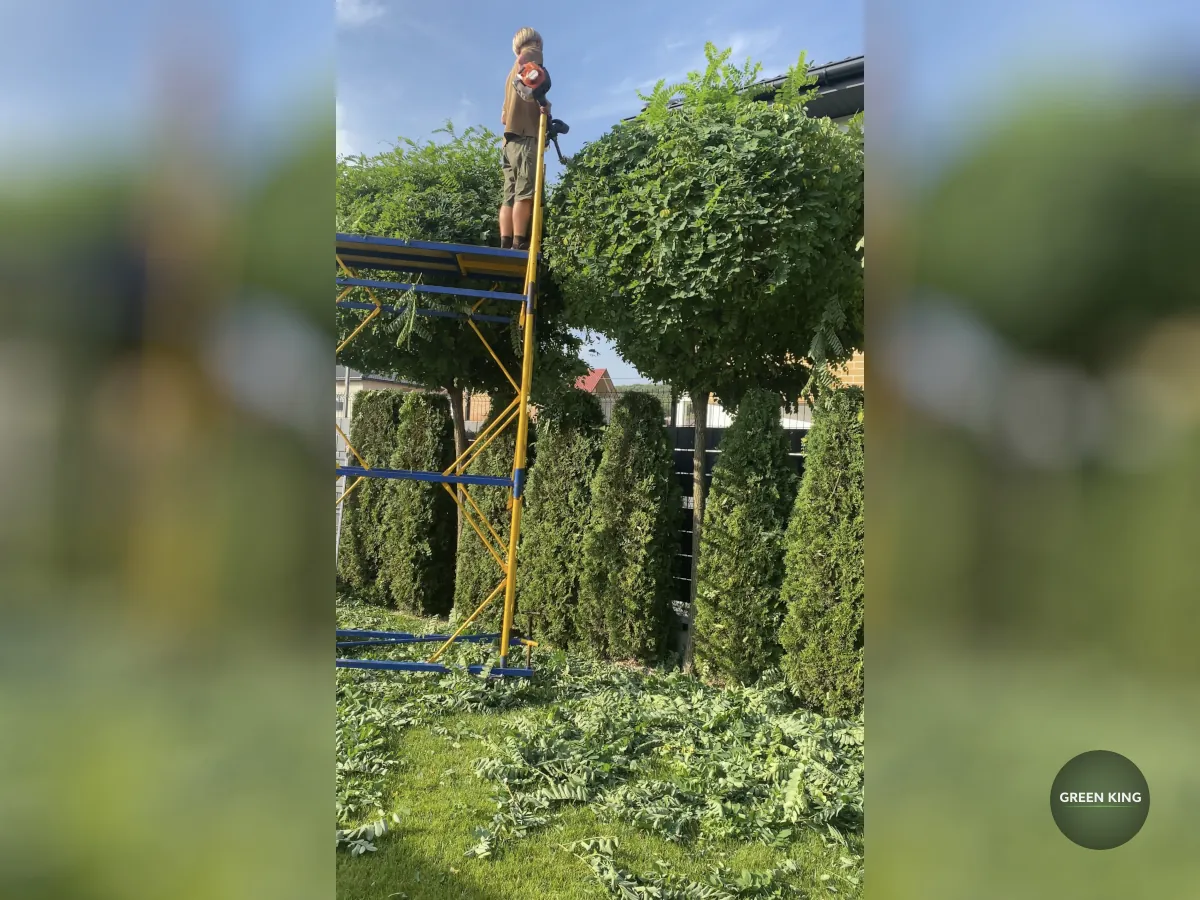 Догляд за кущами та рослинами