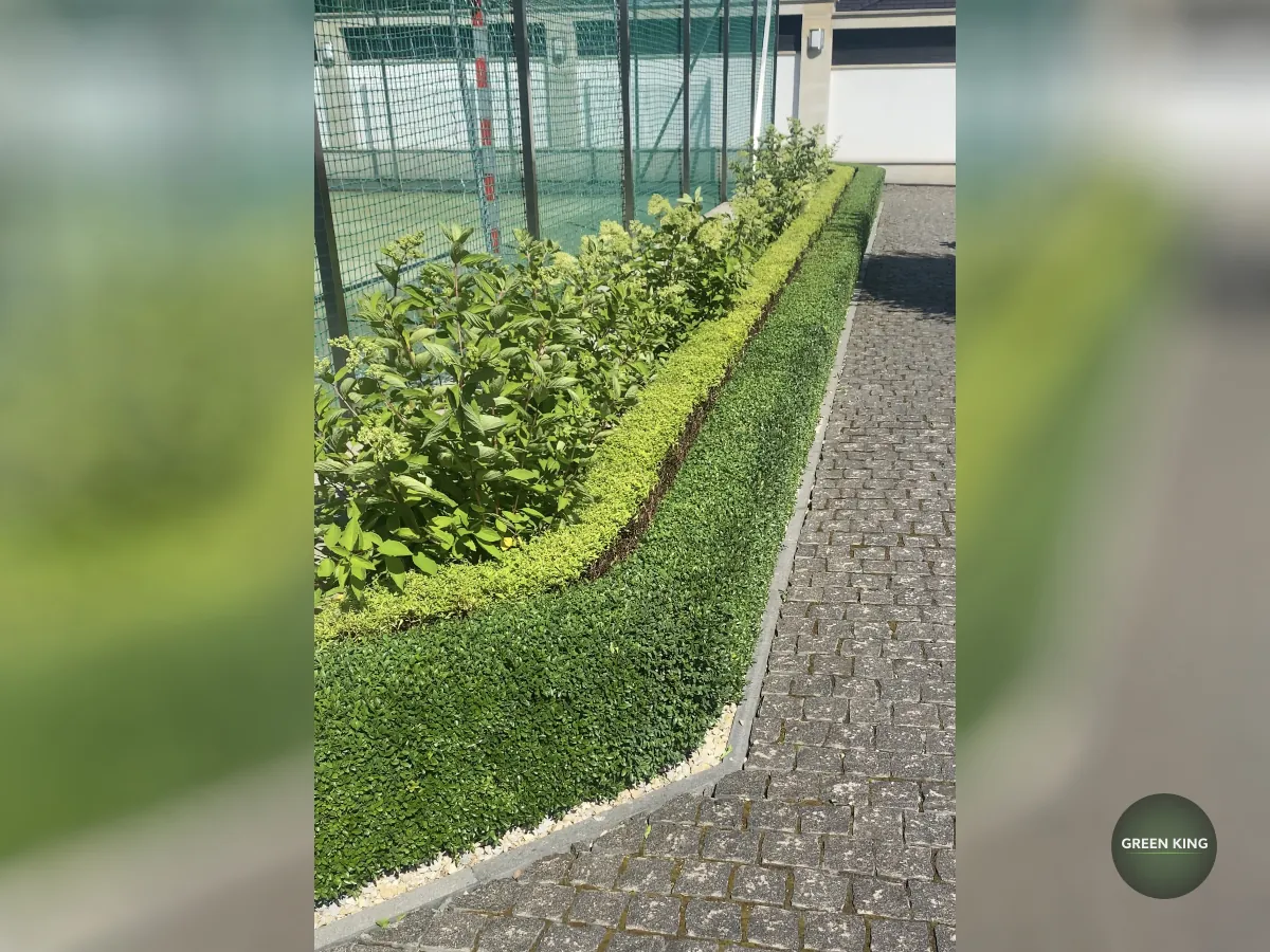 Догляд за кущами та рослинами